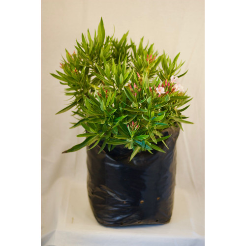 Laurel de Flor Enano - Comprar Chile Plantket