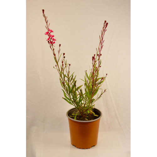 Gaura - Comprar Chile Plantket