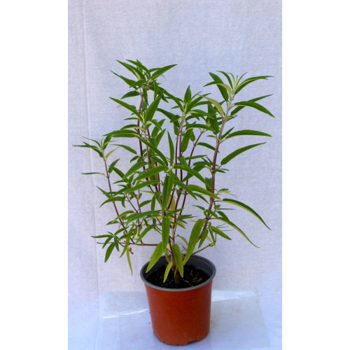 Salvia leucantha - Comprar Chile Plantket