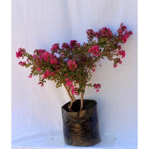 Crespón - Comprar Chile Plantket