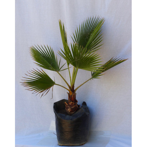 Palmera Trachycarpus fortunei