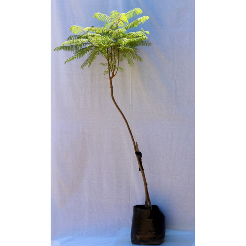 Jacarandá - Comprar Chile Plantket