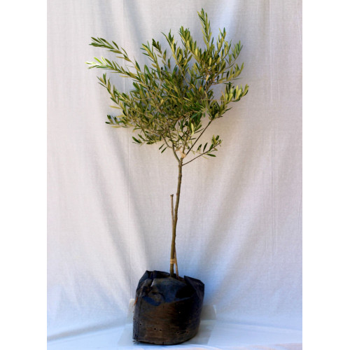Olivo Pie Alto - Comprar Chile Plantket