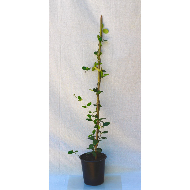 Jazmín en Chile - Comprar Online Plantket