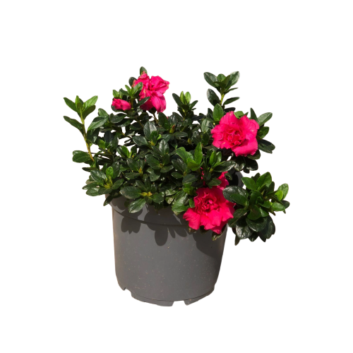 Azalea japónica