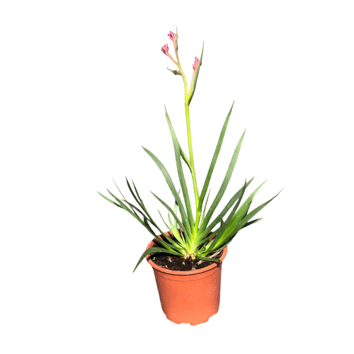 Anigozanthos - Comprar Chile Plantket