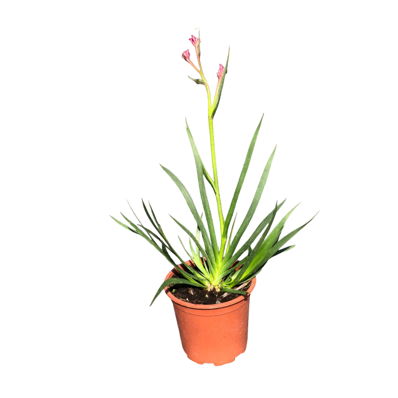 Anigozanthos en Chile - Comprar Online Plantket