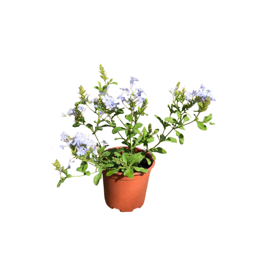 Plumbago - Comprar Chile Plantket