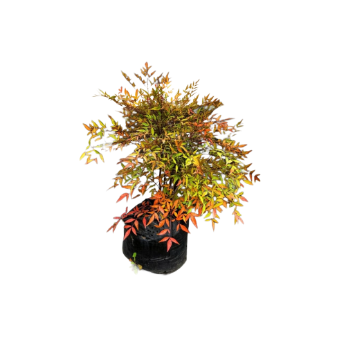 Nandina XL