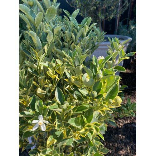 Calamondín Variegado - Comprar Chile Plantket