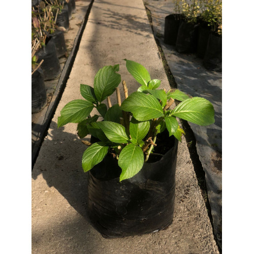 Hortensia - Comprar Chile Plantket