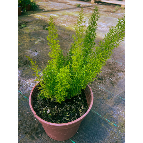 Helecho Meyeri - Comprar Chile Plantket