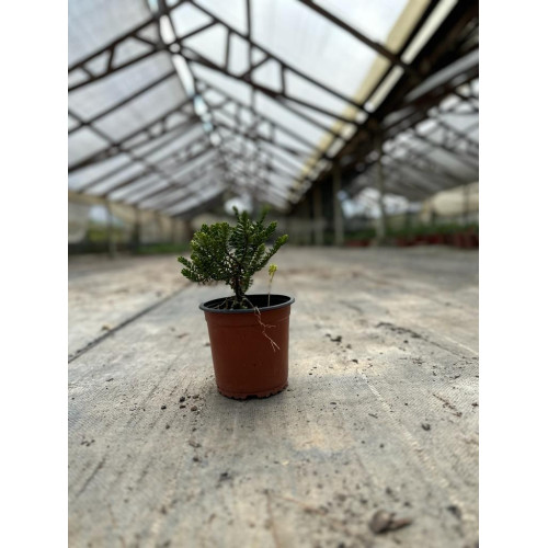 Verónica Odora - Comprar Chile Plantket