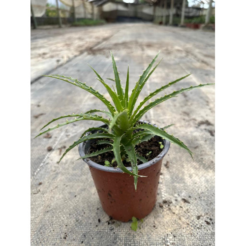 Puya Chilensis Chagual - Comprar Chile Plantket