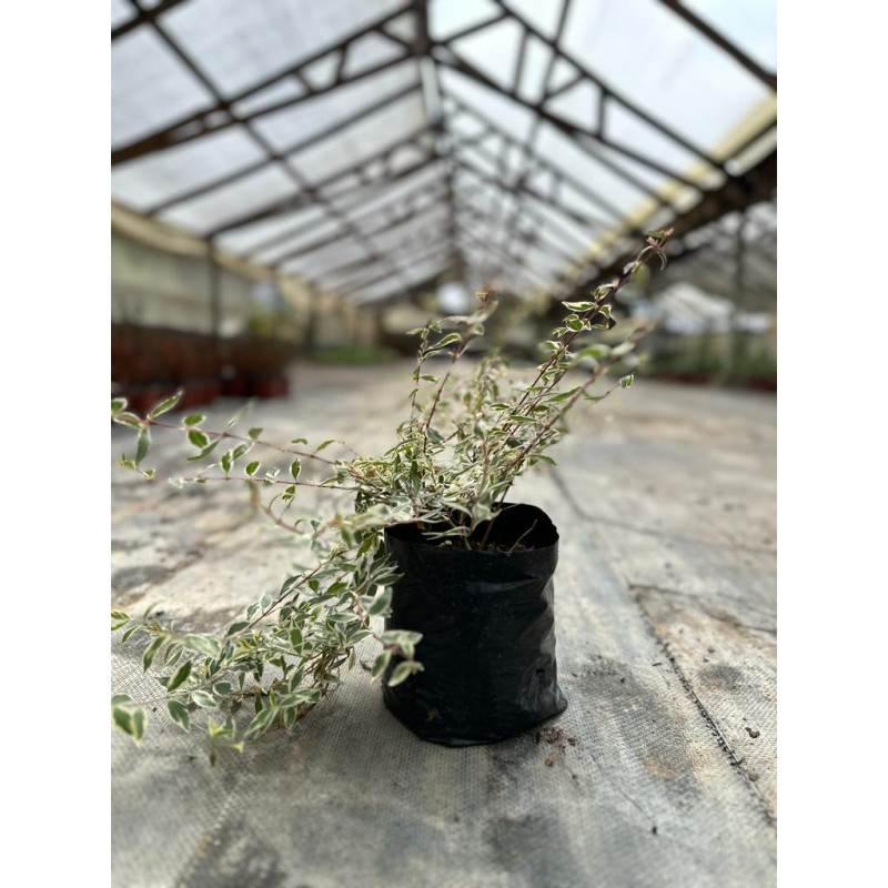 Abelia en Chile - Comprar Online Plantket
