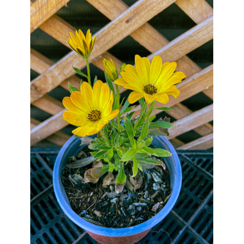 Osteospermum - Comprar Chile Plantket