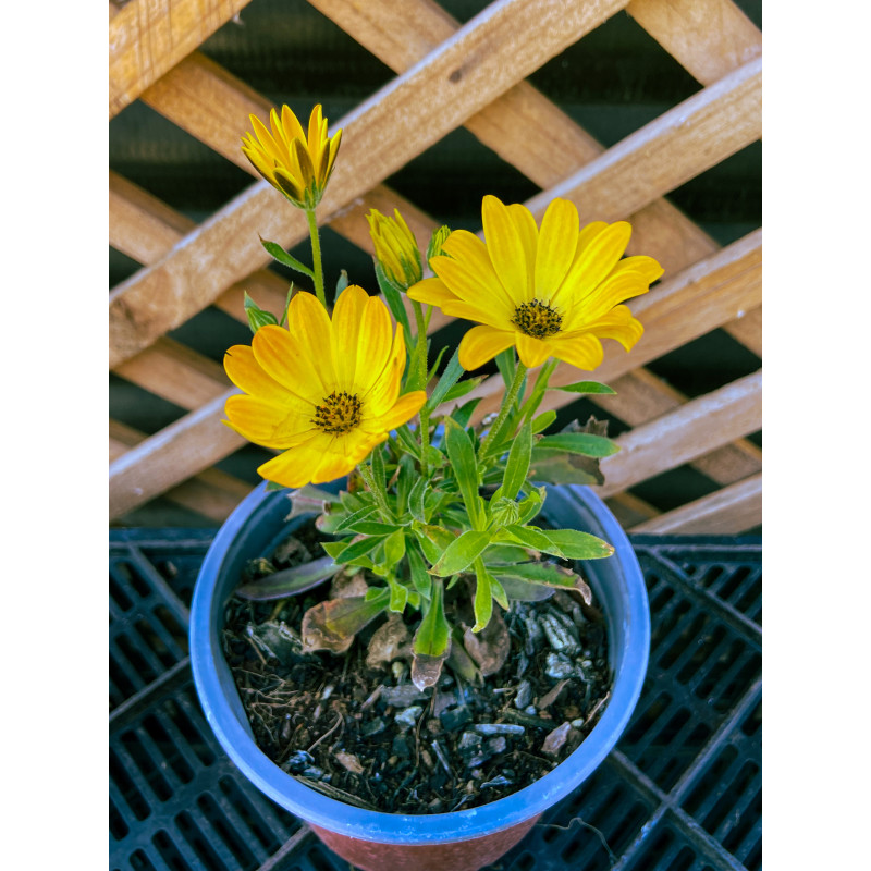 Osteospermum en Chile - Comprar Online Plantket