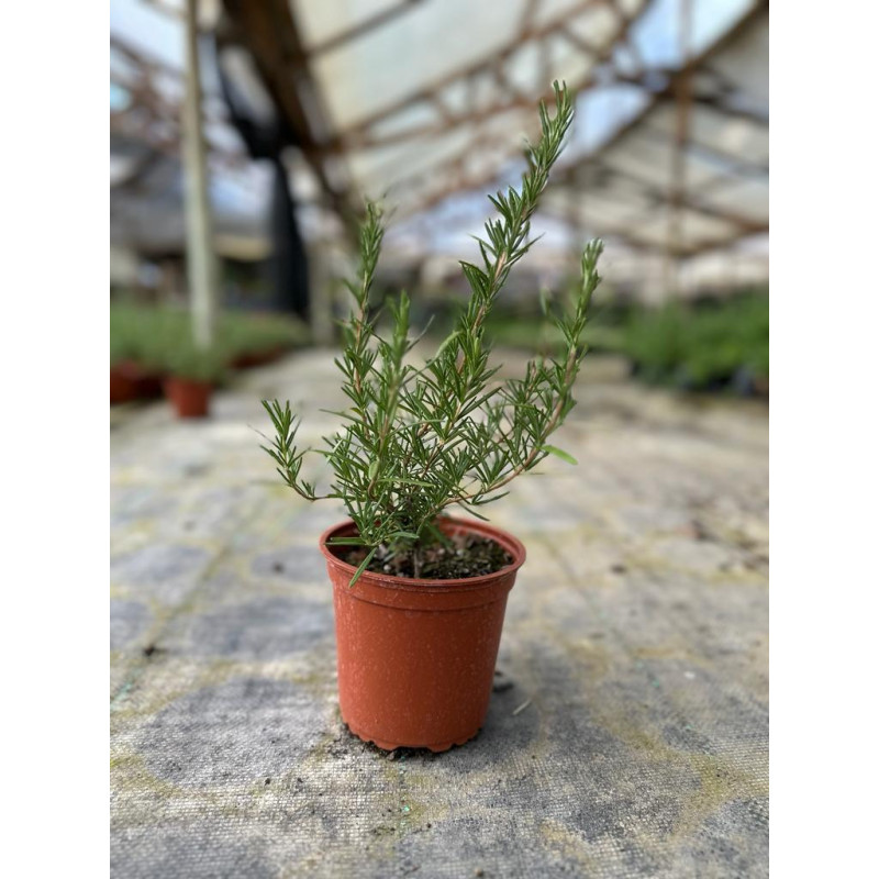 Romero en Chile - Comprar Online Plantket