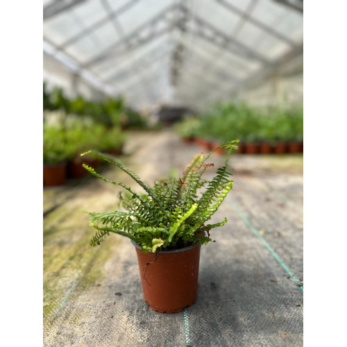 Helecho Nephrolepis - Comprar Chile Plantket