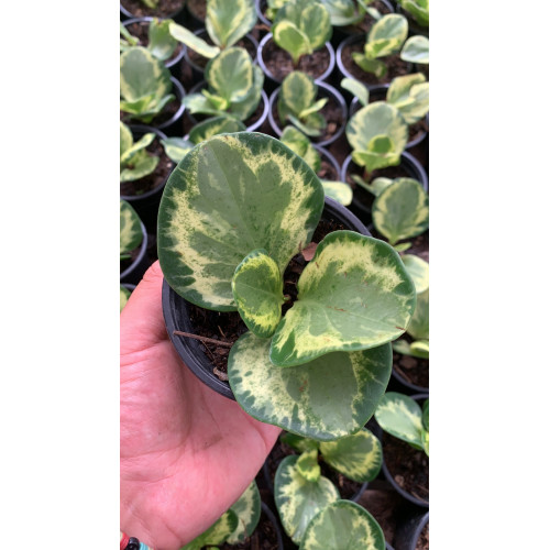 Peperomia Obtusifolia Golden Gate - Comprar Chile Plantket