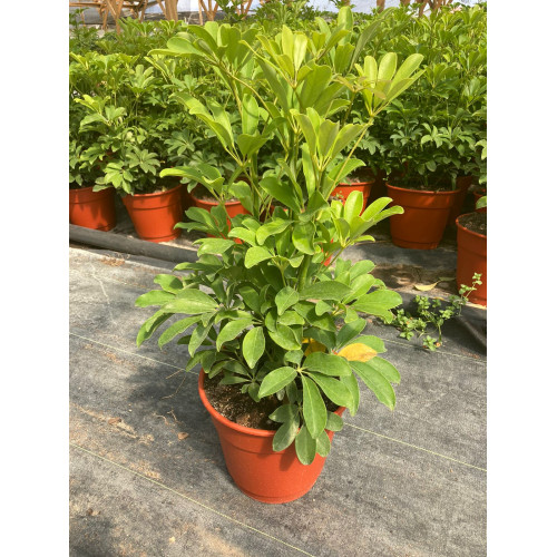 Schefflera Trio