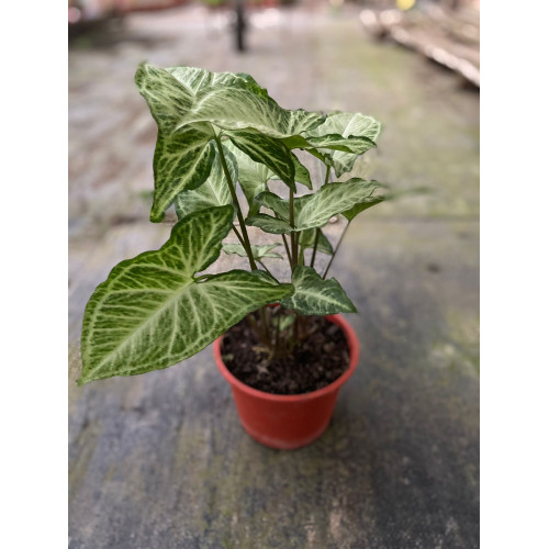 Singonio - Comprar Chile Plantket