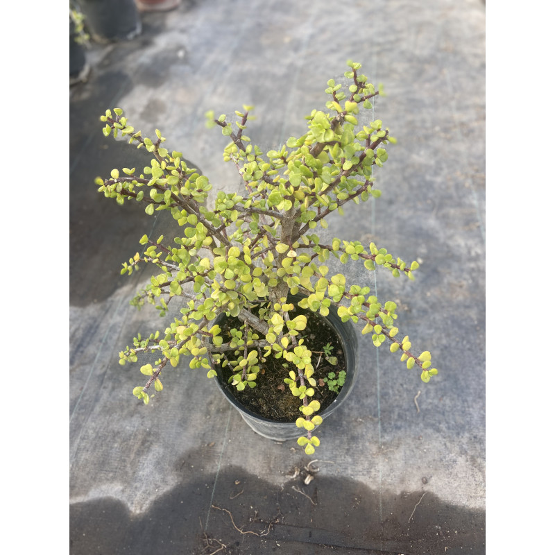 Crassula en Chile - Comprar Online Plantket