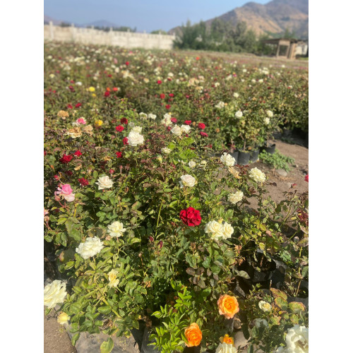 Rosa Botonera - Comprar Chile Plantket