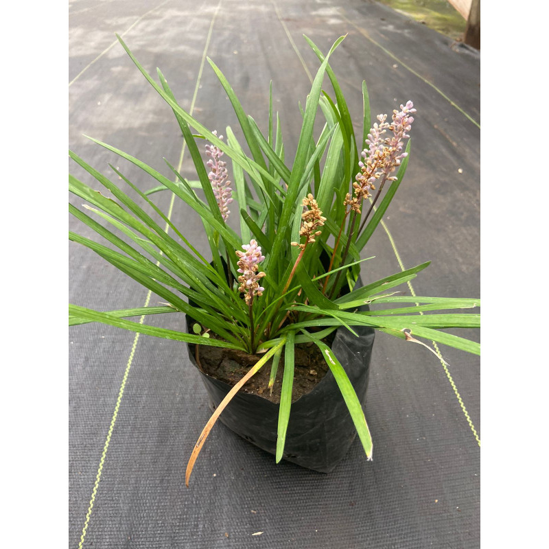 Liriope en Chile - Comprar Online Plantket