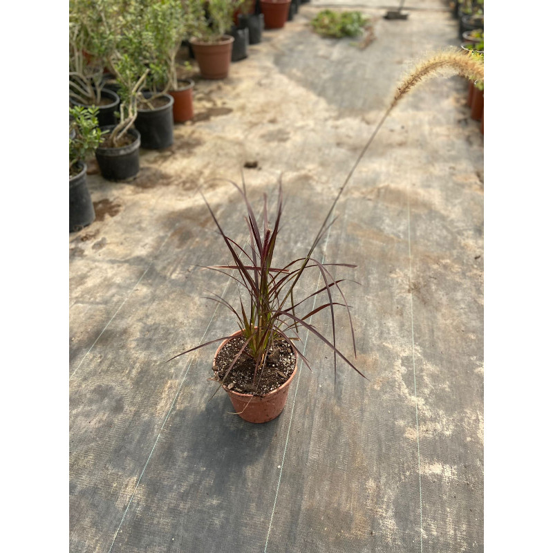 Pennisetum en Chile - Comprar Online Plantket