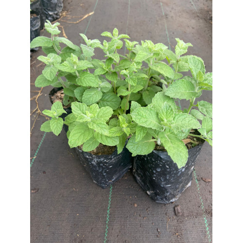 Pack de Menta - Comprar Chile Plantket