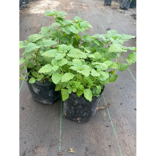 Pack de Melisa / Toronjil - Comprar Chile Plantket