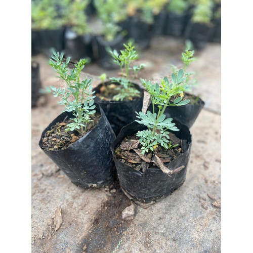 Pack de Ruda - Comprar Chile Plantket