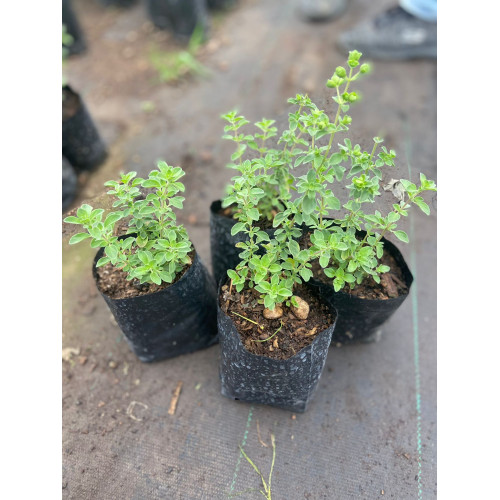 Pack de Orégano - Comprar Chile Plantket