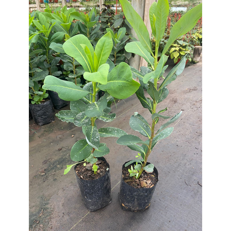Canelo en Chile - Comprar Online Plantket