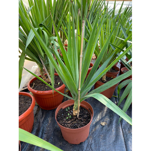 Yuca / Yucca