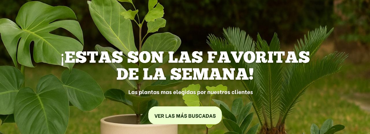 Plantas favoritas